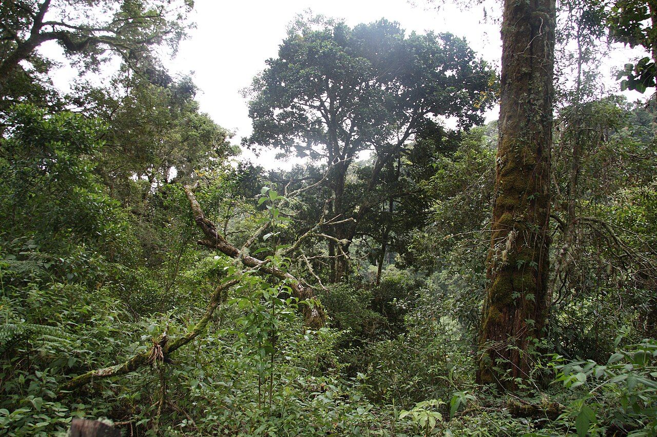 MiAmbiente denuncia presunta tala y anillamiento de árboles en el Parque Internacional La Amistad